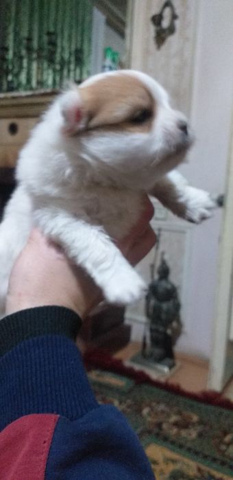 Готовится к продаже шпиц