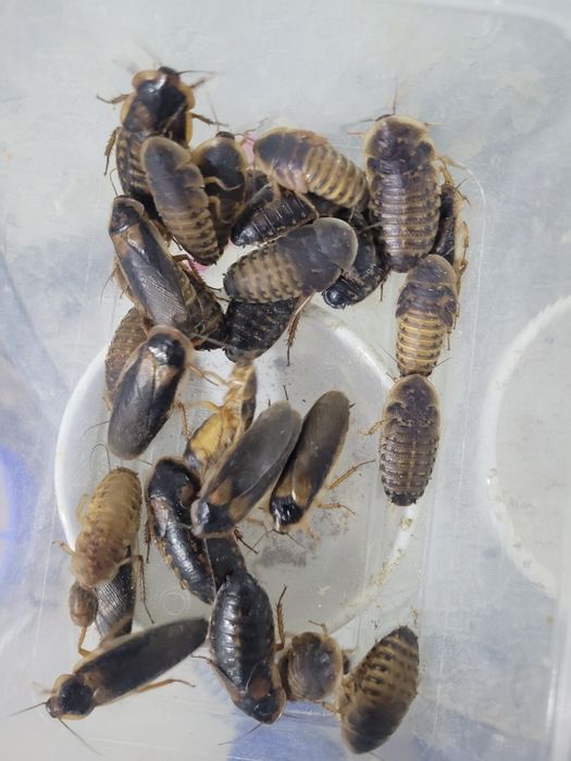 Hrana vie  Gindaci Dubia