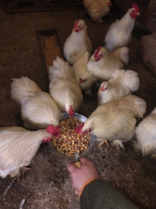 Cochinchina pitic alb Cocoși