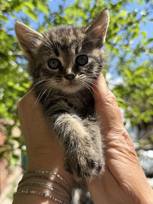 5 котенца търсят нов дом