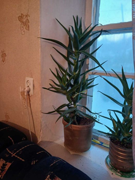 Продам алоэ 3,5 года