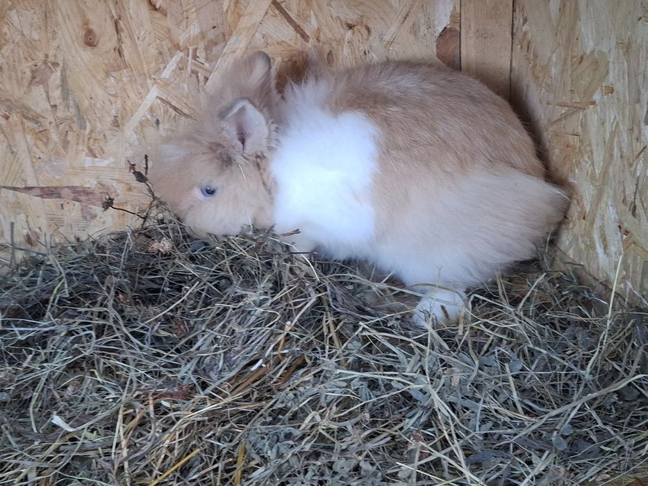 Iepure pufos pitic baiat