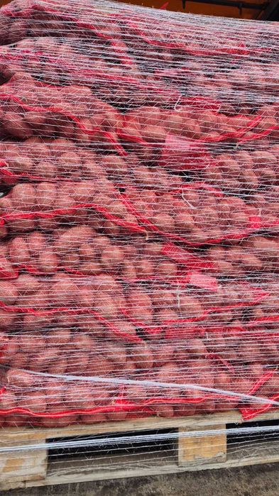 Vand cartofi rosii,55+