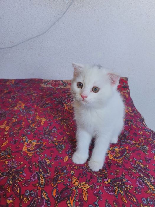 Scottishfold мушук