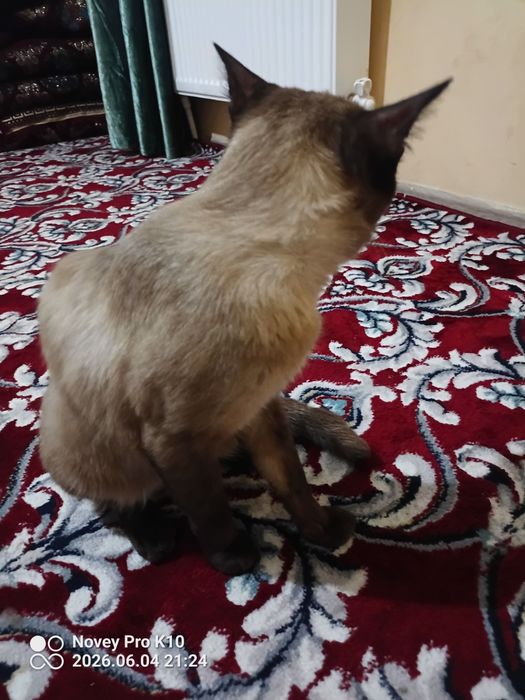 Mushuk sotiladi zotdor
