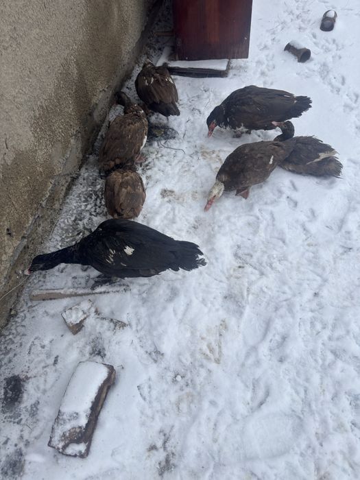 Продам индоутки домашние