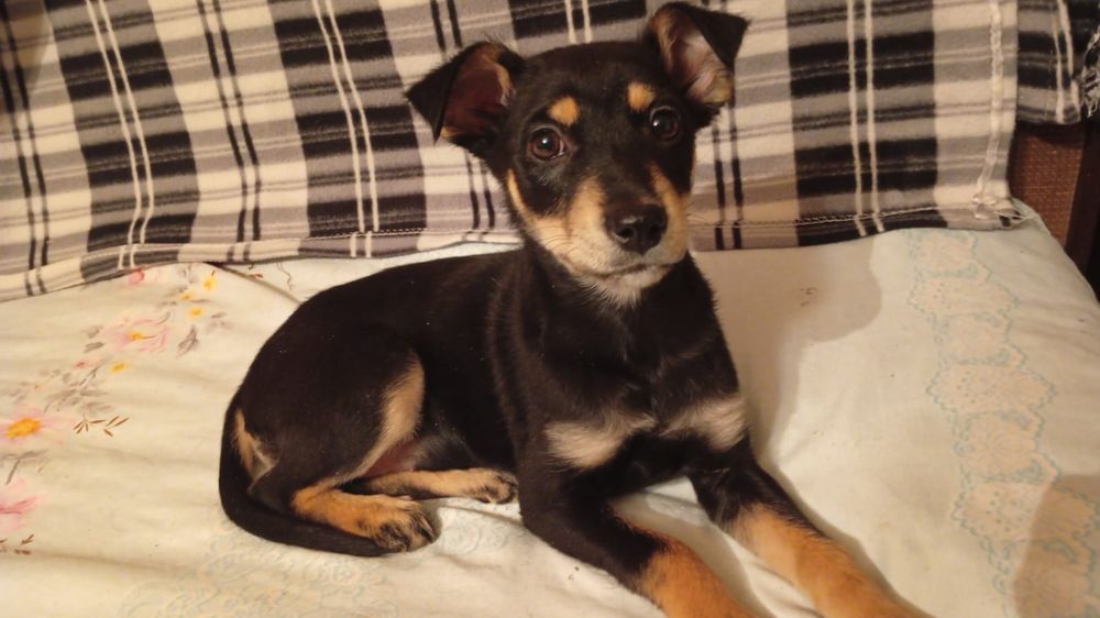 Отдам в добрые руки