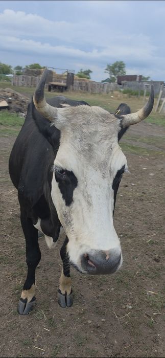 Продам коров 7 лет