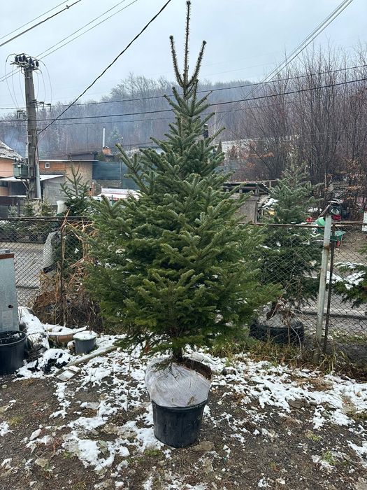 Brad verde cu radacină