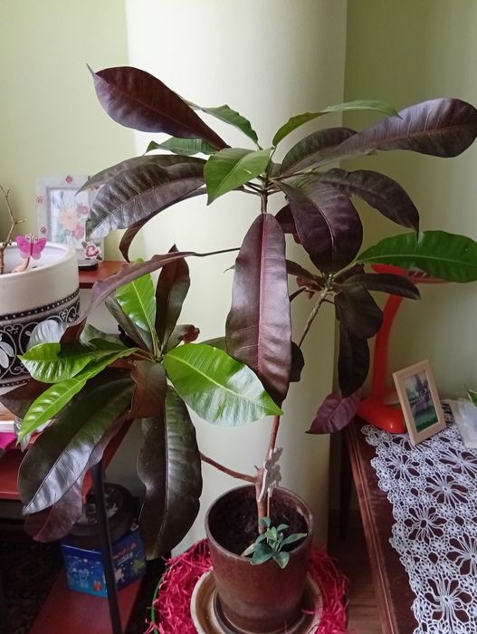 Сансевиерия (3 вида), кротон.