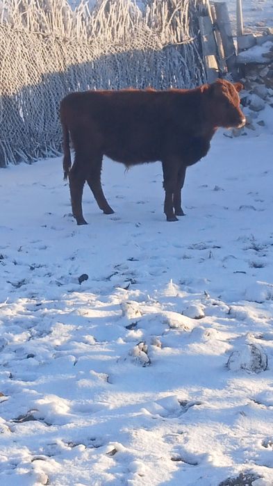 Коровы с телятами