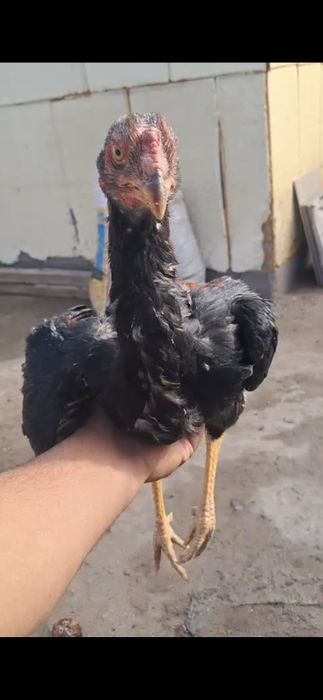 Осы таза хитай зат сатылады