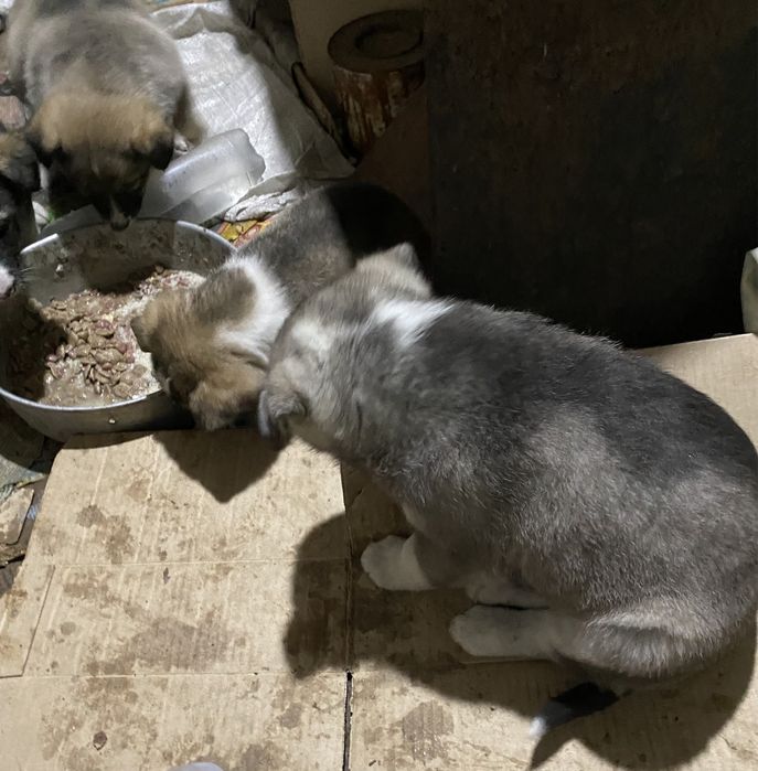 Красивые домашние щенки