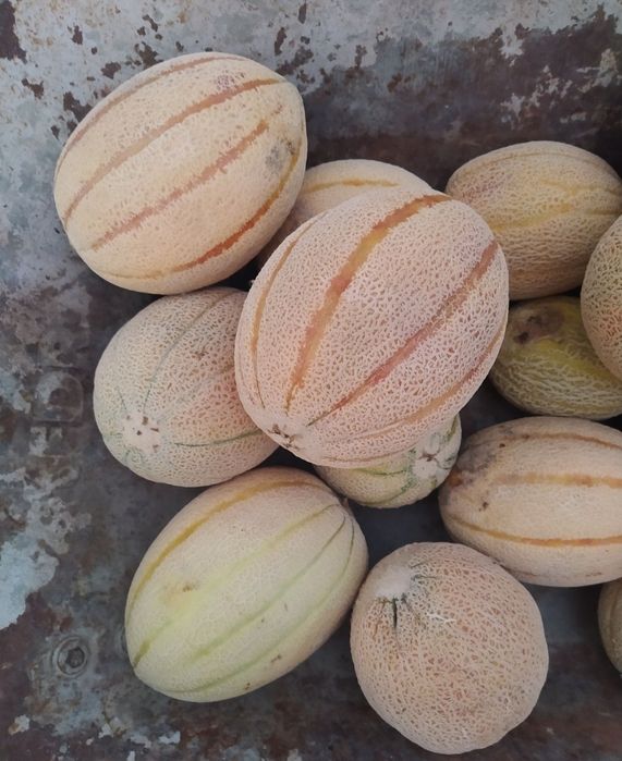 Семена дыни сорт «Бест Джамбо»