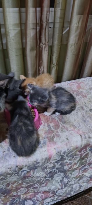 Котята 1.5 месяца