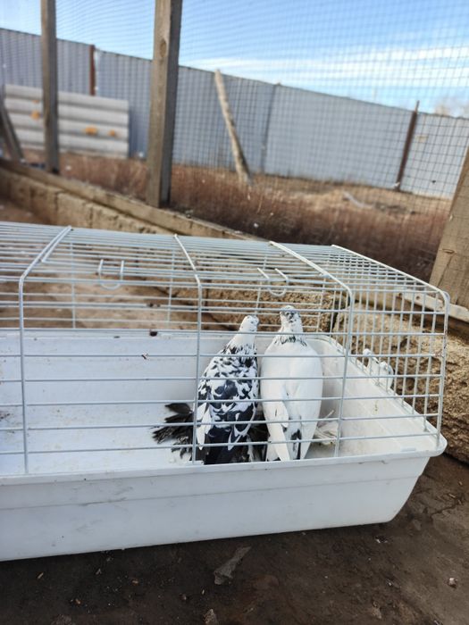 Продам голубей..