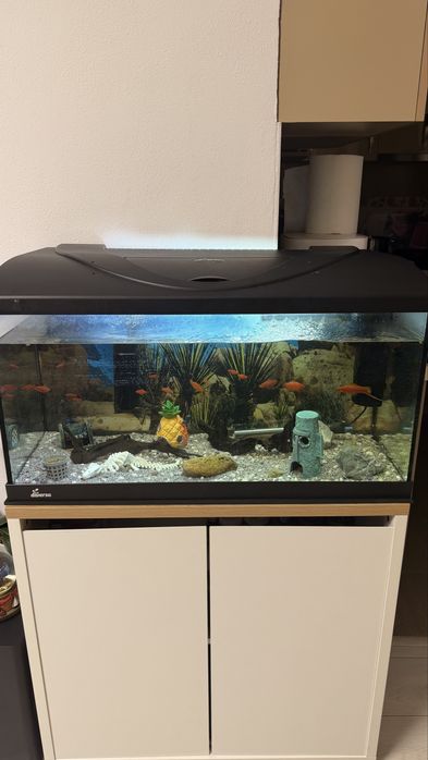 Vand/schimb acvariu complet echipat