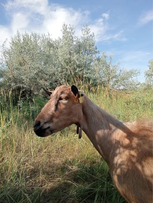 Продам Альпийскую козу