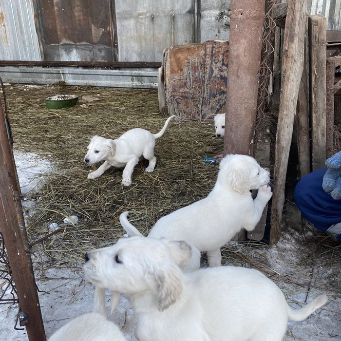 Продам тазы щенков