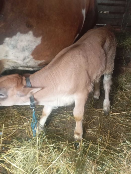 Vițelușă e vânzare vârstă 7 săptămâni