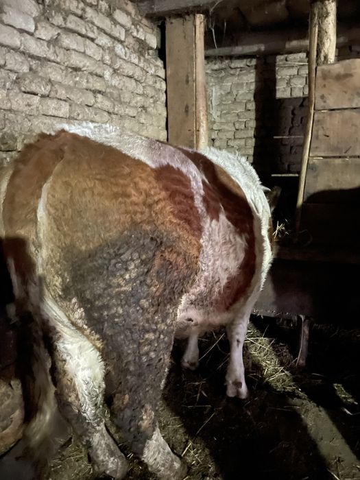 Se vinde juninca baltata romaneasca gestanta