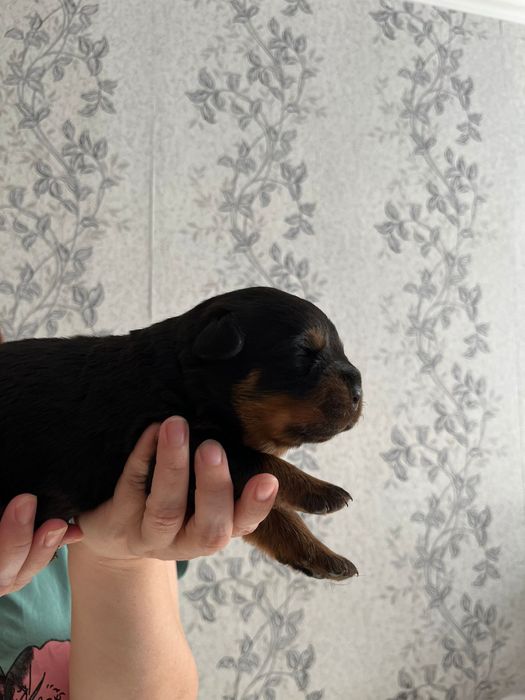 Бронь щенков Ротвейлера