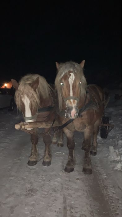 Vand armasarii fitero