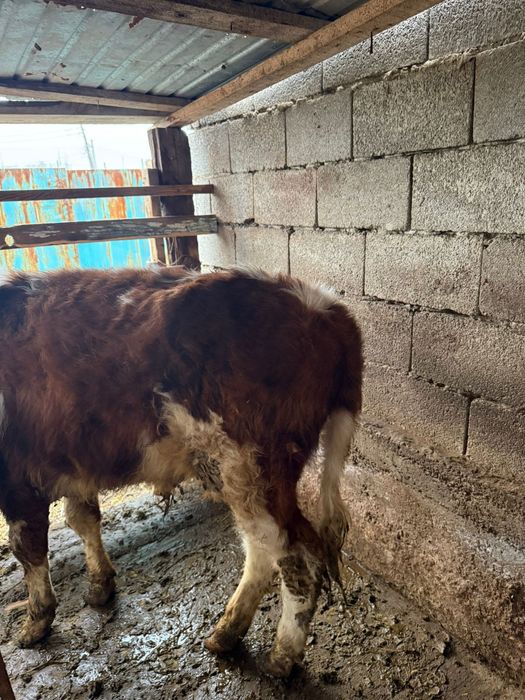 Бычок,бузау, телятины