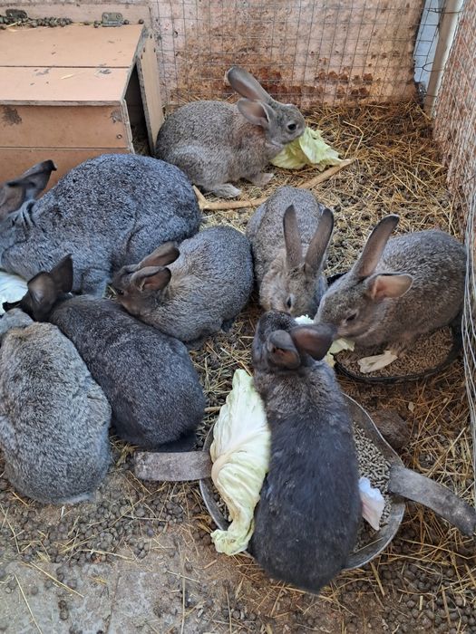 Крольчата продаются.