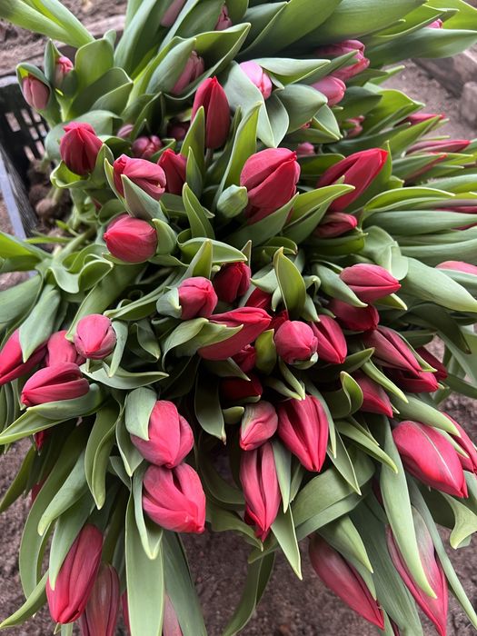 Тюльпаны оптом и врозницу