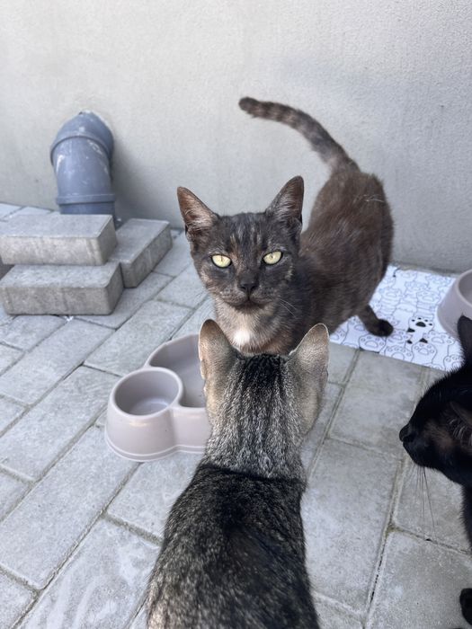 Gratuit 3 pisici