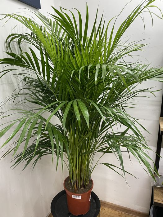 Пальма Арека для дома и офиса