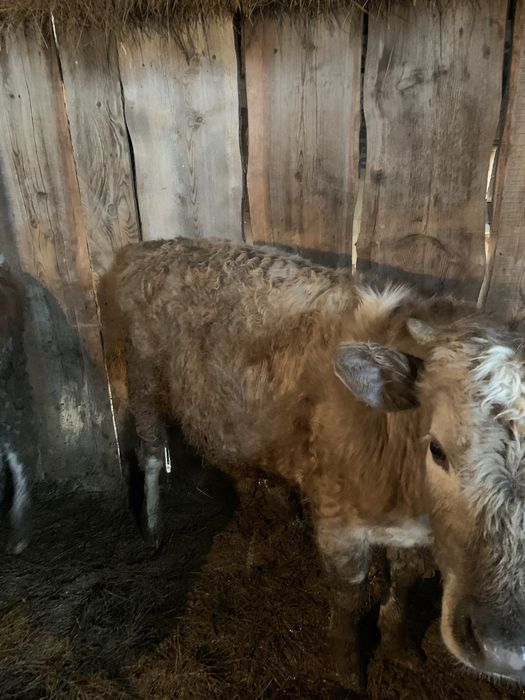 Продам бычков годовалых оптом