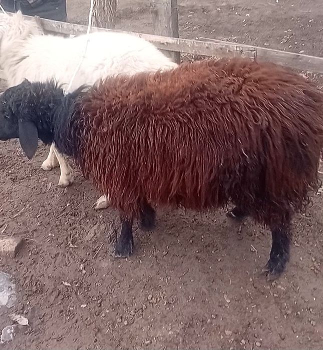 Продам токты кочкаров