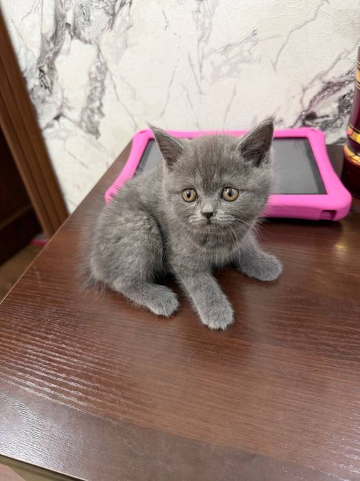 Кошка шиншилла, породистый все , аккуратная