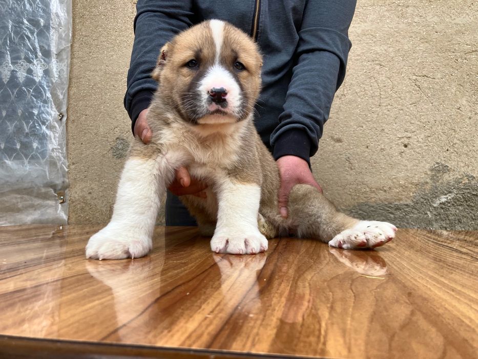 Щенок Туркменского Алабая ( чистокровный )