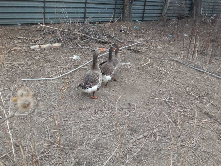 Гуси крупно серые