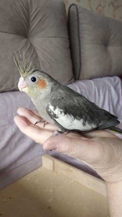 Продам птенцов Кореллы