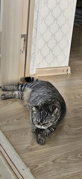 Отдам даром Кошку