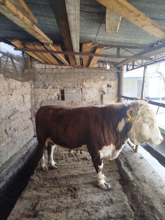 Бык.               .