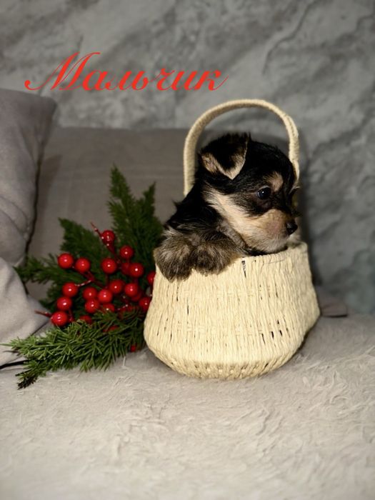 Щенки Йоркширского терьера