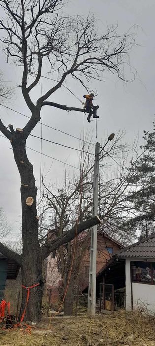 Taieri copaci la înălțime,alpinism utilitar. Elagaj.arbori .