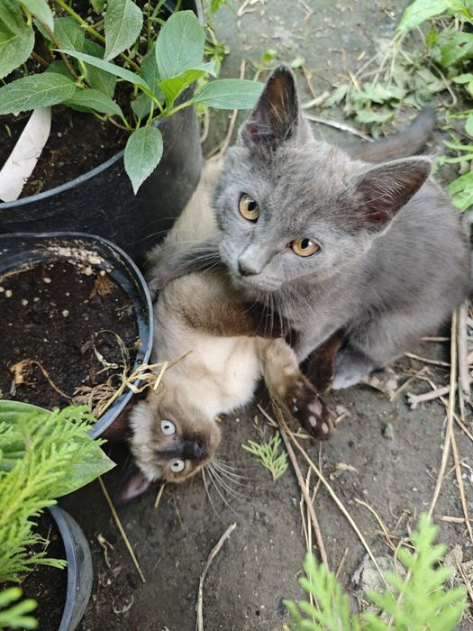 Отдам котят  в добрые руки