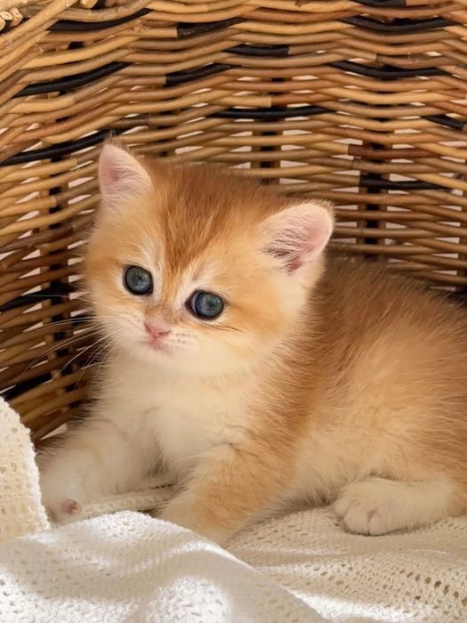 Котятa золoтыe шиншиллы для вас!