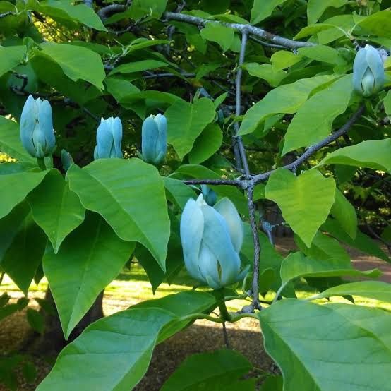 Magnolia Blue-Opal