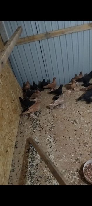 Продам голубей желтых жуков