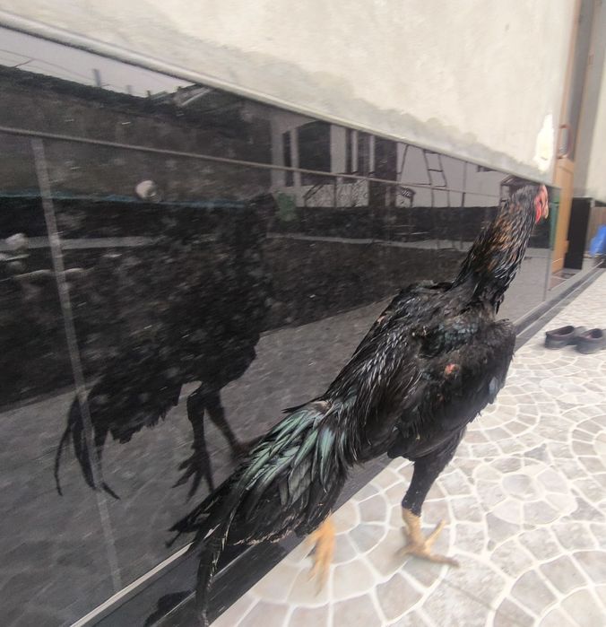 Dakan xoʻroz 8 oylik Koreya zot