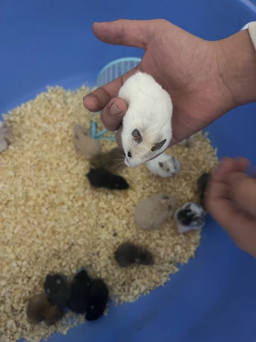 Хомячки(ручные ,домашние)