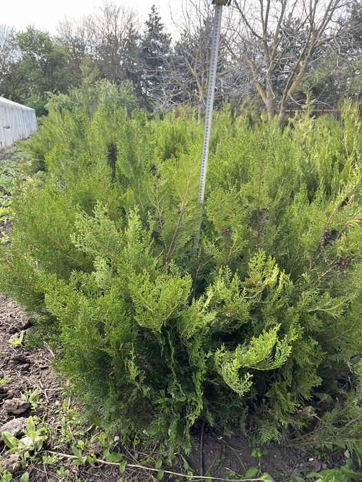 Туя за ограда 100-130см.