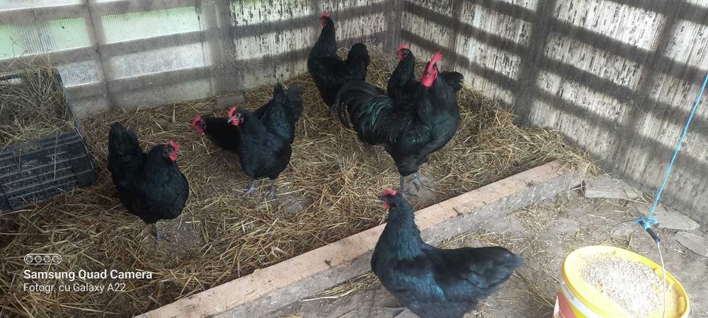 Oua pt incubat rasa austrolorp